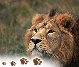 Wildlife in Gir National Park