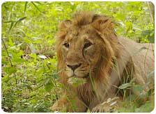 Wildlife and Heritage of Gujarat