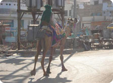 Excursions from Bhuj