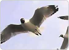 Sultanpur Bird Sanctuary Gurgaon