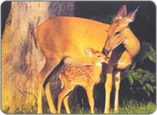 Churdhar Sanctuary