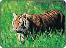 Nature Park Gopalpur