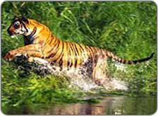 Great Himalayan National Park