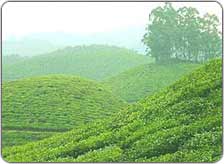 Hill Stations in Himachal Pradesh