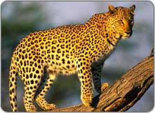 Wildlife in Himachal Pradesh