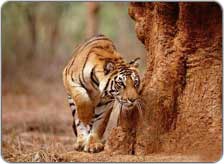 Wildlife in Himachal Pradesh