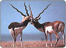 Majathal Sanctuary