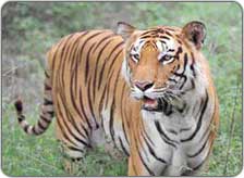 Nature Park Gopalpur