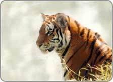 Pin Valley National Park