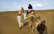 Camel Safari