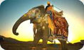 India Holiday Packages
