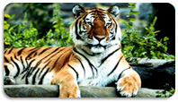 India Wildlife Tour