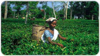 Assam Monsoon Packages