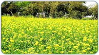 Punjab Monsoon Packages