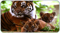 Ranthambore Monsoon Packages