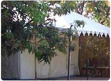 Lion Safari Camp Sasangir