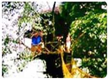 Tree Houses in Wayanad