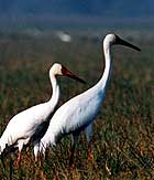 Bharatpur National Park