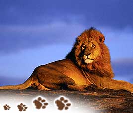 Gir National Park Tours