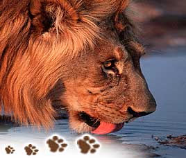 India's Big Five Wildlife Tour