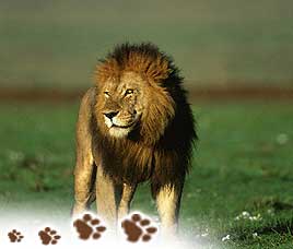 Majestic India Tour