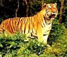 top 10 wildlife destinations in india