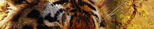 Wildlife India Tours