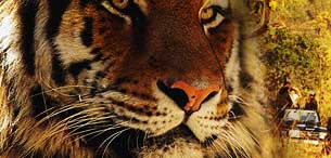 Wildlife India Tours