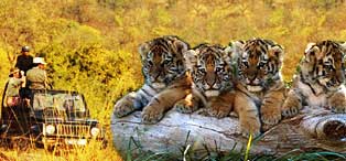 Wildlife India Tours
