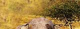 Wildlife India Tours