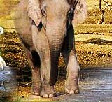 Wildlife India Tours
