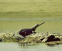 Holidays in India