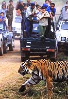 Bandhavgarh National Park