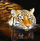 Corbett National Park
