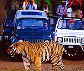 Jeep Safaris in India
