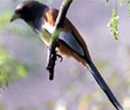 Birds in Kabini