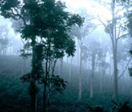 Climate in Eravikulam Wildlife Sanctuary