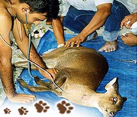 Kanha National Park Conservation History