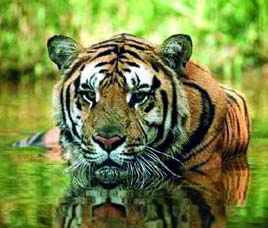 Fauna in Kanha