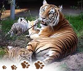 kanha national park portrait