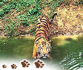 About Kanha National Park