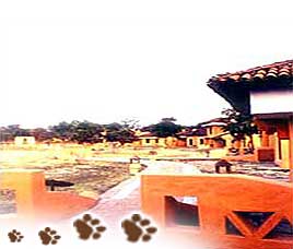 Tuli Tiger Resort Kanha, Madhya Pradesh 