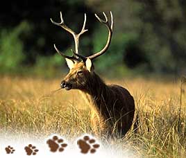 Wildlife in Kanha National Park