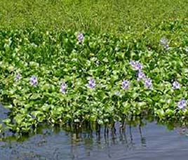 Fauna in Kaziranga