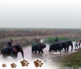 Kaziranga National Park Happenings