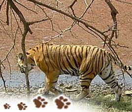 INDIA'S BIG FIVE WILDLIFE TOUR