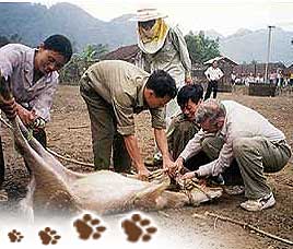 Kaziranga Conservation History