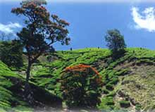 Malampuzha
