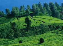 Pakshipathalam