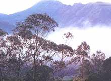 Peerumedu